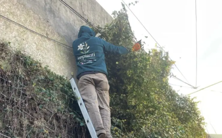 Poda en altura sobre una medianera, con escalera apoyada